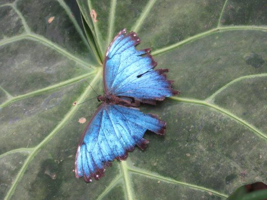 el Mariposario Butterfly Garden