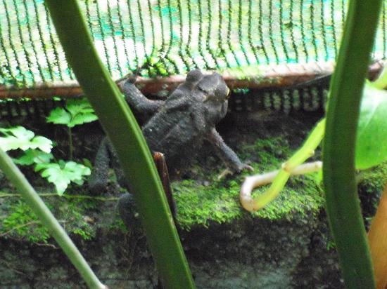 Arenal Eco Zoo